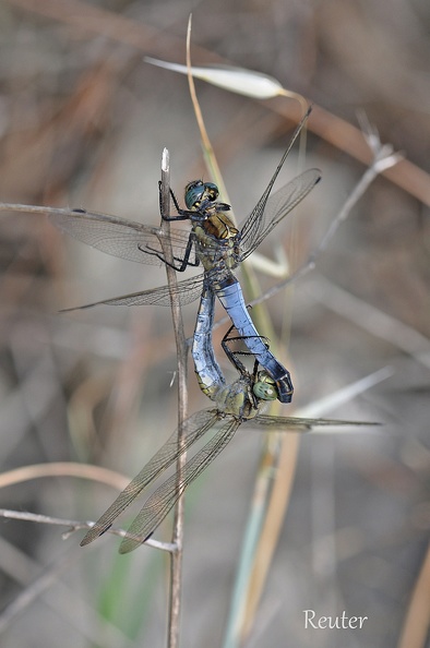 Großer Blaupfeil - Black-tailed Skimmer (Orthetrum cancellatum)
Paarung - Mating
Foto: Karl Reuter
Ort: Zadar, Kroatien
Kamera: Nikon D90, Nikkor 105VR 1:2,8 Gro__er Blaupfeil _Orthetrum cancellatum_ Paarung.jpg